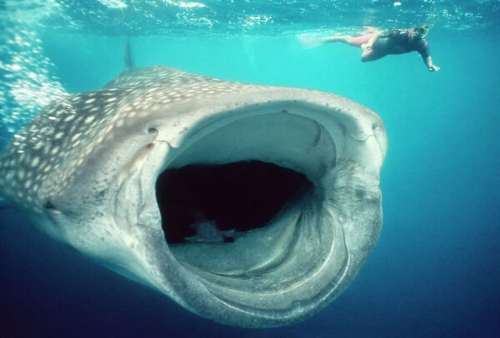 Create A Short People Tier List Tiermaker