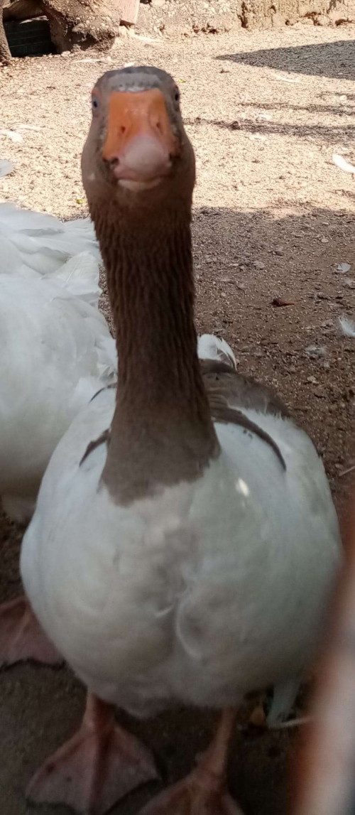 Roblox City-17 SPEAR Member Version 2.0 Tier List (Community Rankings ...