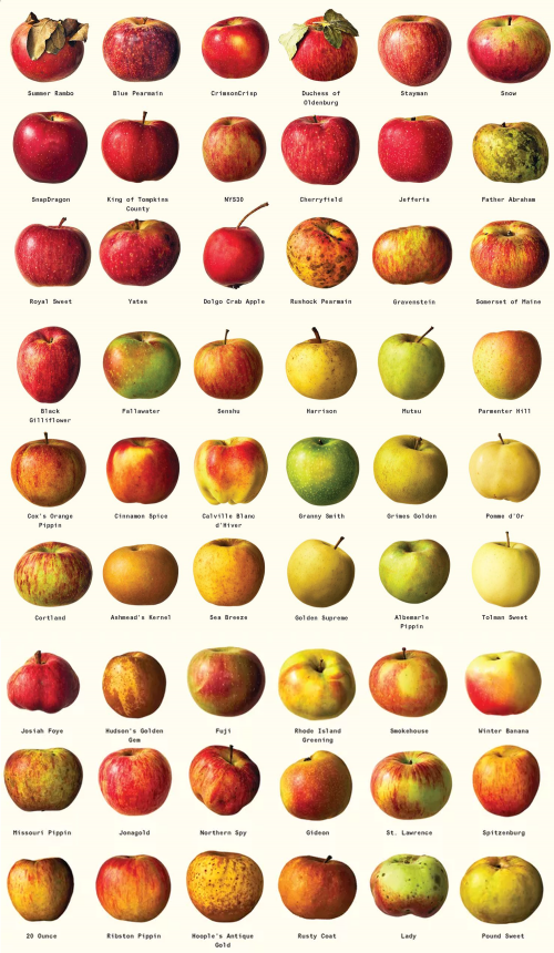 Create a The Apple (Supreme) Tier List - TierMaker