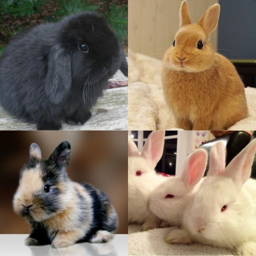 Create a Rabbit colors Tier List - TierMaker