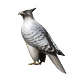 Zzzzz 1760223714npc Falcon — 99%(ish) of all the Monsters/Creatures in Monster Hunter 6.0 option 720
