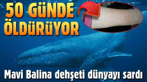 616d834445d2a09550bf8a7b — Türkiye çocukluk travmaları v2 option 5