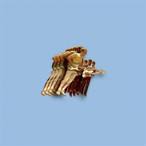 Albums — option 12