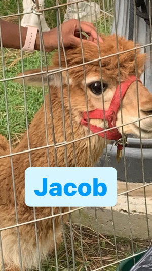 Jacob — beehive tierlist maker option 5