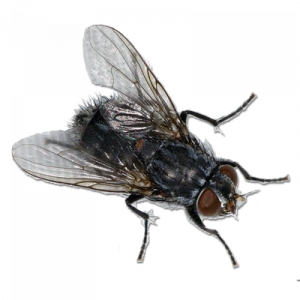 Fly — The Battle Bricks All Enemies & Friendly (AWC Fraud Edition) option 536