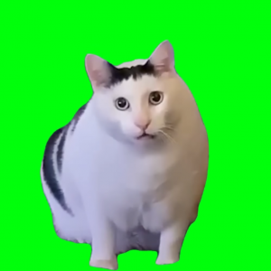 猫ミーム Tier List (Community Rankings) - TierMaker