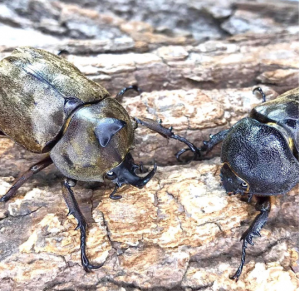 Img4636 — Beetles option 34