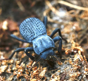 Img4637 — Beetles option 49