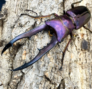 Img4639 — Beetles option 1