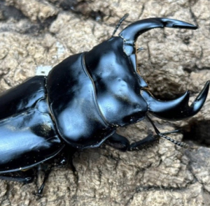 Img4640 — Beetles option 2