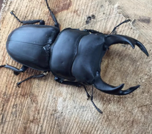 Img4641 — Beetles option 3