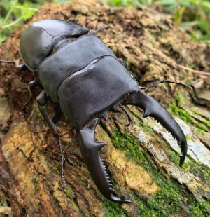 Img4642 — Beetles option 4