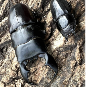 Img4643 — Beetles option 5