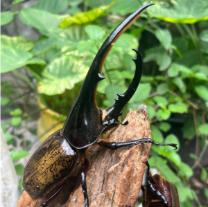 Img4644 — Beetles option 29