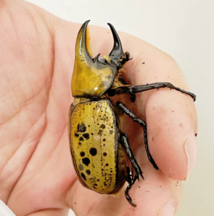 Img4645 — Beetles option 25