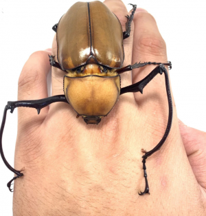 Img4646 — Beetles option 54