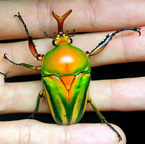 Img4647 — Beetles option 39