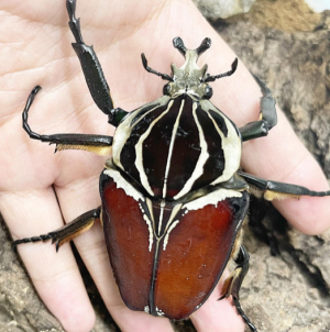 Img4648 — Beetles option 40