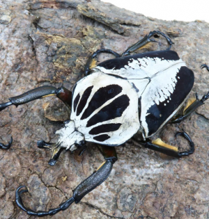 Img4649 — Beetles option 41