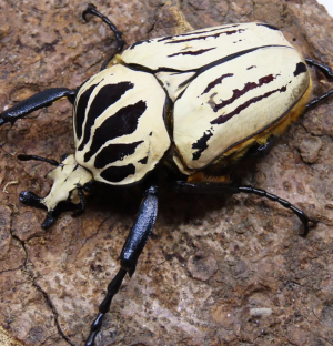 Img4650 — Beetles option 42