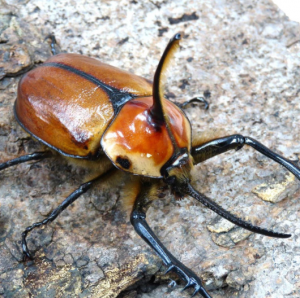 Img4651 — Beetles option 24