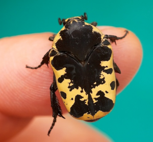 Img4652 — Beetles option 44