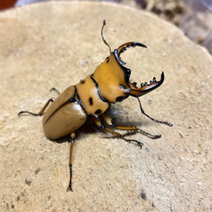 Img4653 — Beetles option 6