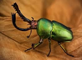 Img4654 — Beetles option 9