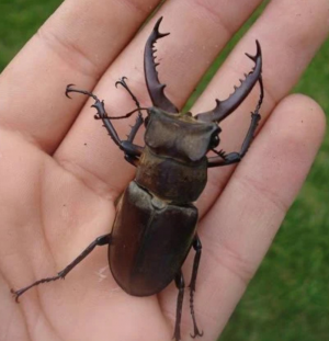 Img4655 — Beetles option 7