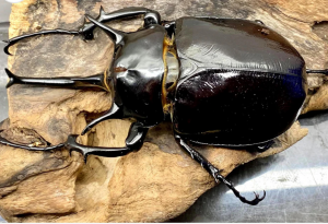 Img4656 — Beetles option 27