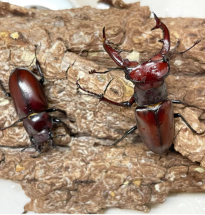 Img4657 — Beetles option 8