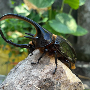 Img4658 — Beetles option 26