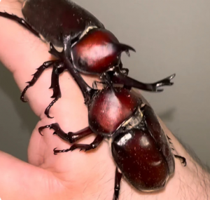 Img4660 — Beetles option 37