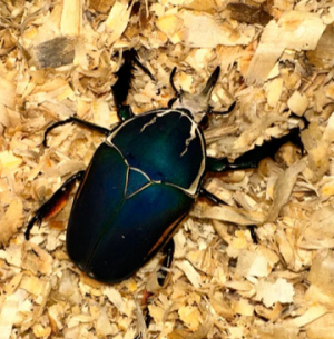Img4661 — Beetles option 43