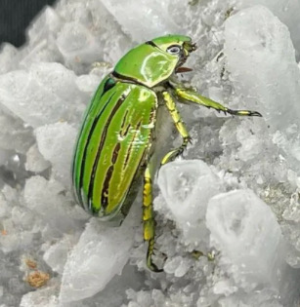 Img4662 — Beetles option 46