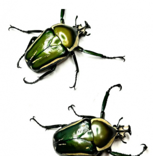 Img4663 — Beetles option 45