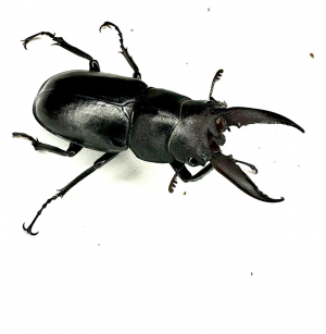 Img4664 — Beetles option 11