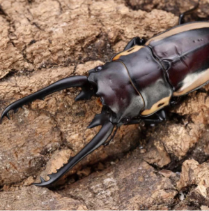 Img4665 — Beetles option 12