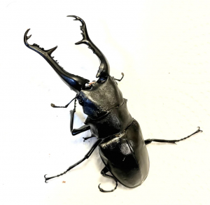 Img4666 — Beetles option 13