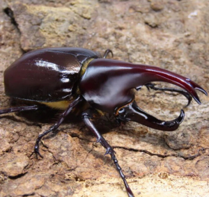 Img4667 — Beetles option 30
