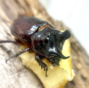 Img4668 — Beetles option 32