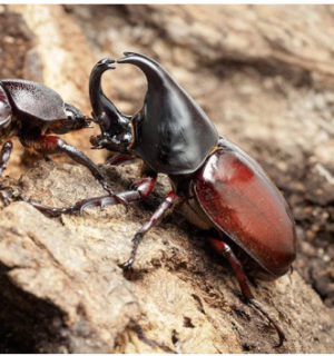 Img4669 — Beetles option 31
