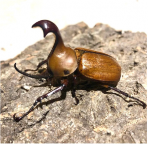 Img4670 — Beetles option 33