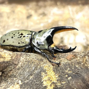 Img4671 — Beetles option 35