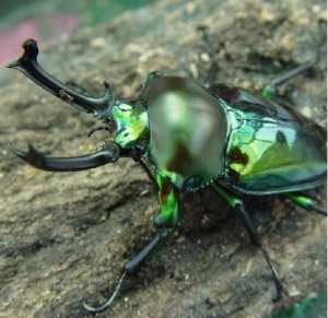 Img4672 — Beetles option 15