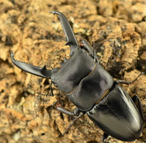Img4673 — Beetles option 14