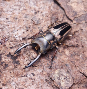 Img4674 — Beetles option 18