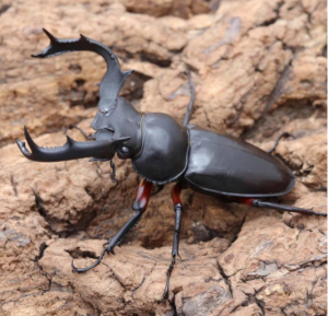 Img4675 — Beetles option 20