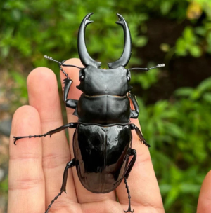 Img4676 — Beetles option 22