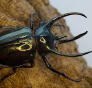 Img4677 — Beetles option 28